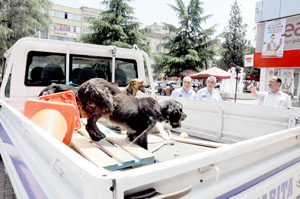 Termede sokak köpekleri toplanıyor
