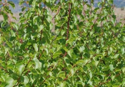 Damla sulama yüz güldürüyor