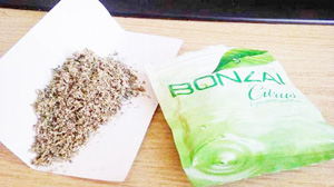 Bonzai ihbar edene piyango gibi ödül!