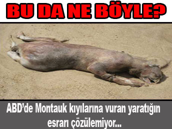 Bu da ne böyle?
