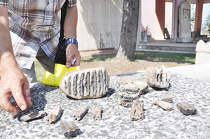 SAMSUN'DA 2 MİLYON YILLIK MAMUT VE AT FOSİLİ