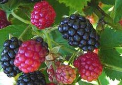 Böğürtlen yüz güldürüyor