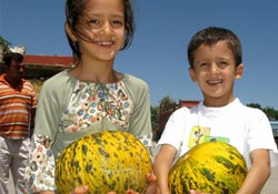Kavun üretimi yüz güldürdü