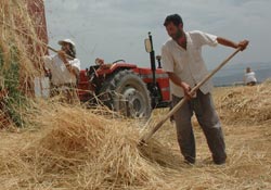 Kuraklık çiftçiyi vurdu