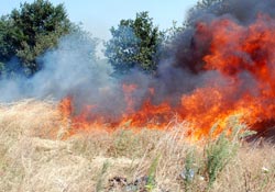 Anız yangını ağaçları katletti