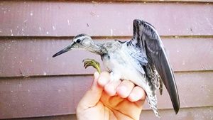 'Orman Düdükçünü' kuşu ilk kez halkalandı