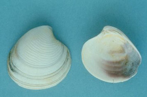 Beyaz kum midyesi avcılığı yapılacak yerler açıklandı