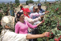 Güneş böğürtleni etkiledi