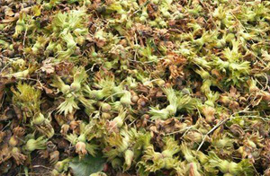 Fındık fiyatı 12,5 lirayı buldu