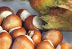 Fındık serme yasağı