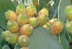 Dikenli incire ilgi artıyor