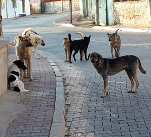 Sürü halindeki sokak köpekleri halkın korkulu rüyası