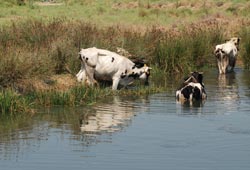 İnekler bile bunaldı