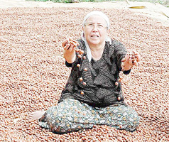 Fındık fiyatı 14 lirayı buldu
