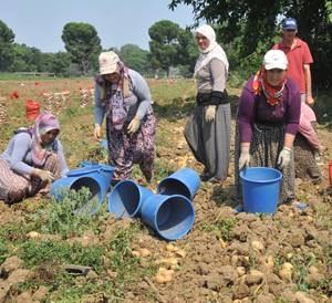 Bayram yaklaştı sebze fiyatları tavan yaptı, patates bu sene de düşmeyec