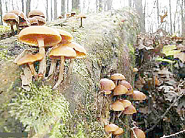 SAMSUN'DA 6 KİŞİ MANTARDAN ZEHİRLENDİ