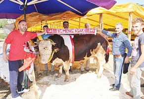 BİN 200 KİLOLUK BOĞA