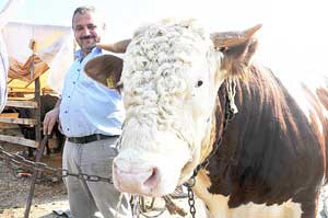 Araba fiyatına satılan kurbanlık görenleri şaşırtıyor