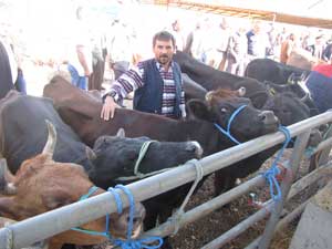 Kurbanlık satıcıları hallerinden memnun