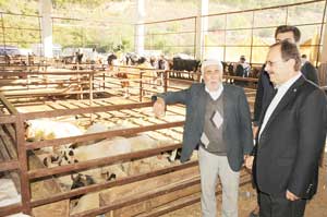 Başkan Şahin : Karadenizin en büyük canlı hayvan pazarı Bafrada bulunm