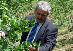 Fındıkta fiyat beklentisi