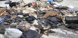 SAMSUN'DA THK'NIN TOPLADIĞI KURBAN DERİSİ ARTTI