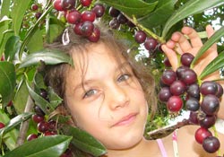 Karayemiş ilaç  gibi faydalı