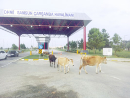 Uluslararası Çarşamba Havalimanı girişinde inekler cirit atıyor
