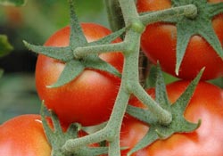 Sebze ihracatında tercih araştırması