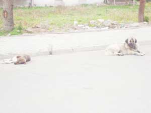 KÖPEK KORKUSU