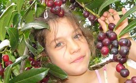 Karayemiş ilaç gibi faydalı