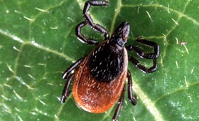 KKKA'da korkutan analiz