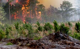 Ormanlarımız risk altında