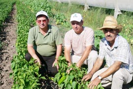 Üreticinin biber sevinci