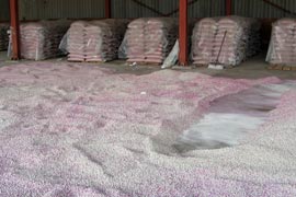 Karadeniz'de kurufasulye üretimi