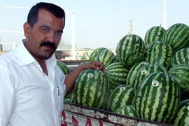 Karpuzları etiketliyerek satıyorlar