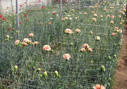 Sera çiçekçiliği gelişiyor