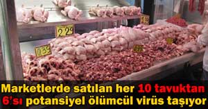 Süpermarketlerde satılan tavuklarda ölümcül virüs
