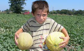 Galya Kavunu'na tarla günü