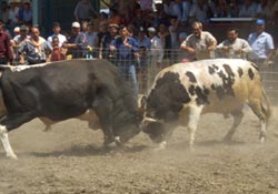 boğa güreşinde sınıfı geçtik