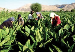 Mağdur ediliyor