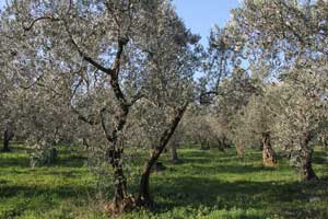 Soğuk ve kar zeytin ağaçlarını yaktı, üretici zorda