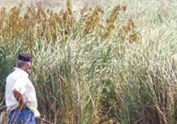 Delta küresel ısınmadan etkilenmedi