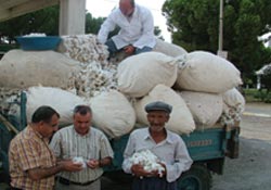 Pamuk alımları başladı