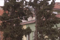 Ağacı budadılar lamba taktılar