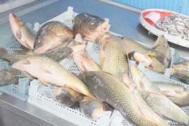 İÇSULARDA AV YASAĞI BAŞLIYOR…