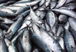 Av yasağı sona erdi