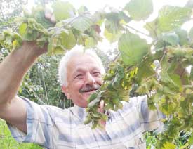 Fındık üreticisine 828 milyon lira destek