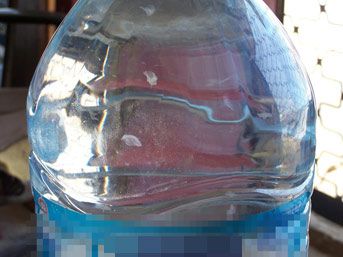 Hazır sudan deniz anası çıktı