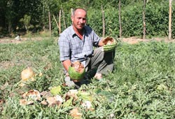 Köylüler ayılardan bıktı